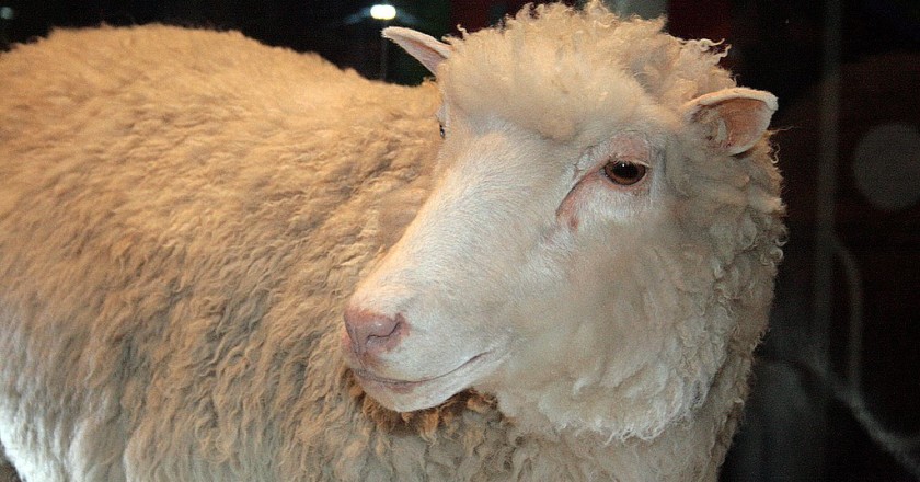 Toni Barros from São Paulo - Owieczka Dolly